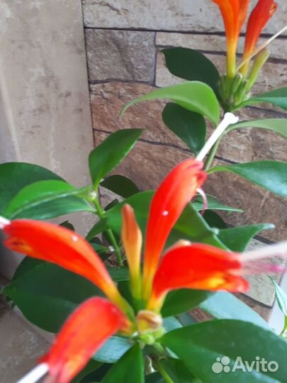 Эсхинантус жар птица