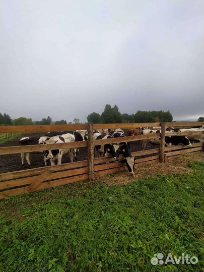 Быки и корова