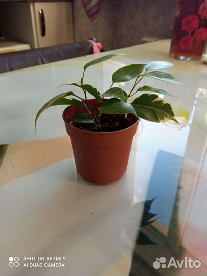 Фикус Бенджамина Кинки