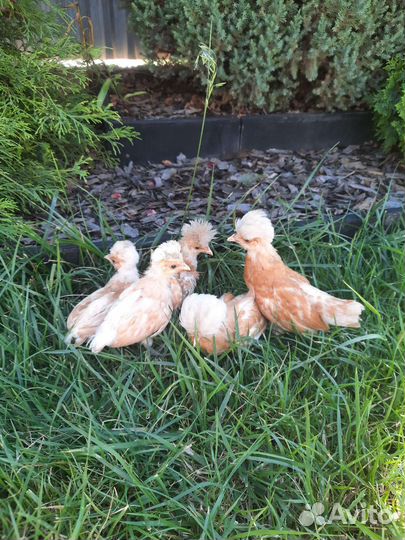 Цыплята Падуаны, ия