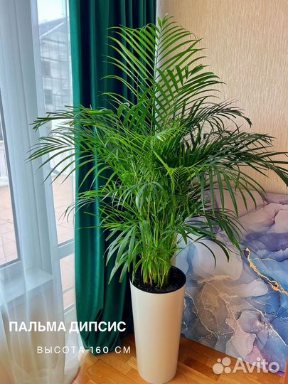 Аренда комнатных цветов и растений в Сочи