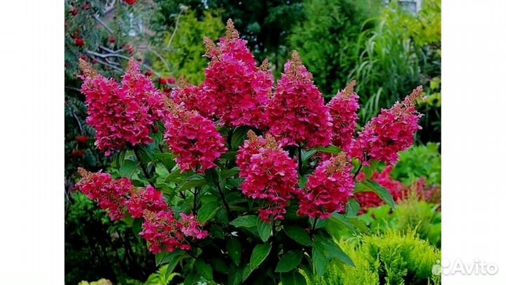 Гортензия саженцы