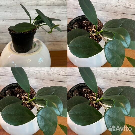 Хойи, непентесы