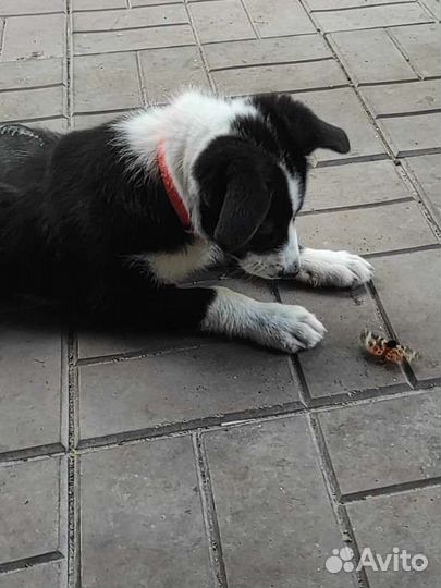 Уникальная девочка в добрые руки