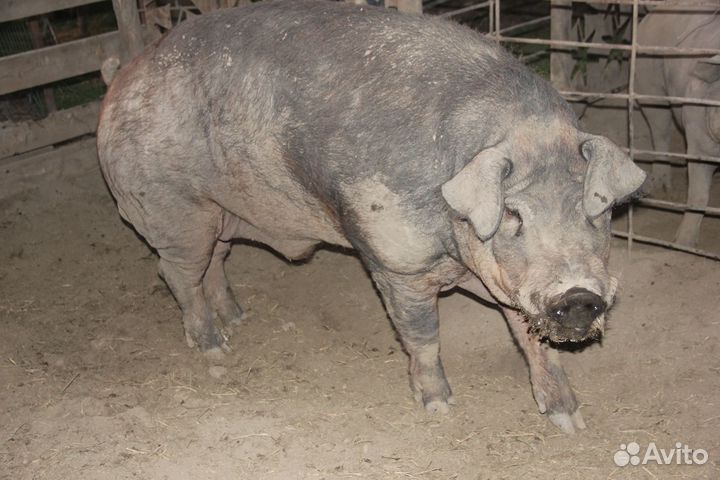 Продам Дюрка