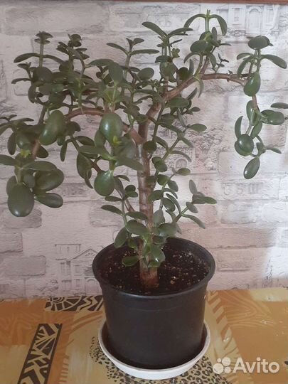 Кротон, крассула, педилантус, фикус, сансевиерия