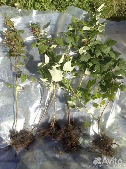 Ремонтантная малина (кустик )