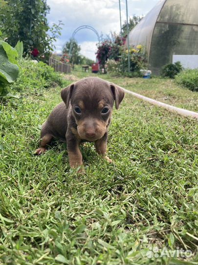 Щеночки ищут дом