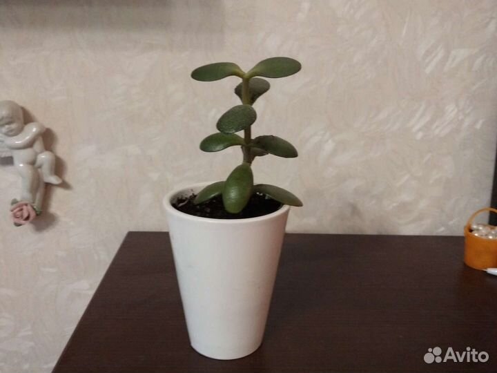 Комнатный цветок,денежное дерево