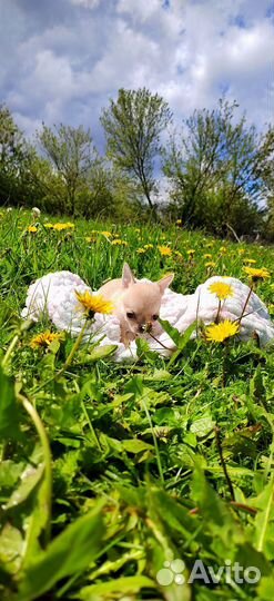 Щенки чихуахуа мини