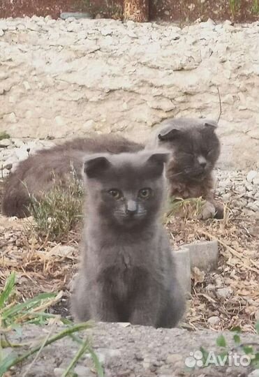 Котики бесплатно