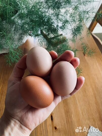 Домашние куриные яйца