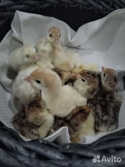 Индюшата, ия индейки