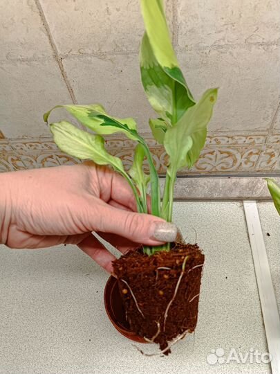 Спатифиллум Волшебник wizard