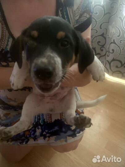 Собака в добрые руки щенок маленькая порода