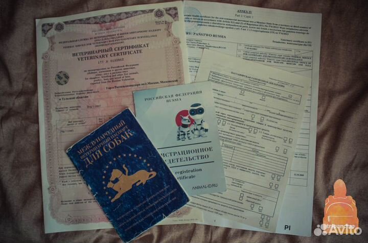 Ветеринар на дом. Ветеринарный врач