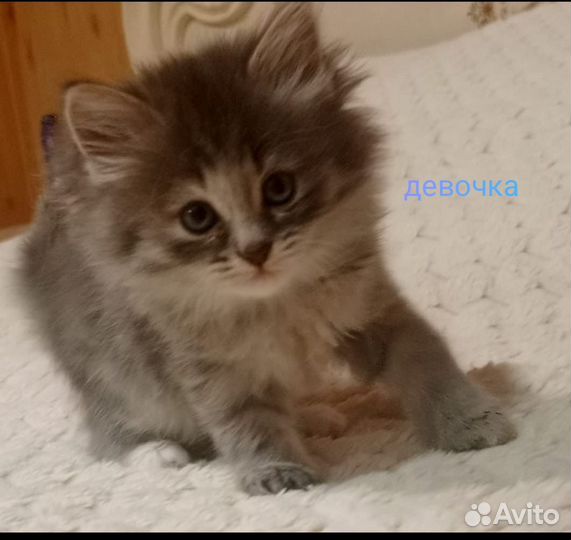 Котятки