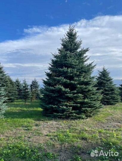 Саженцы ель голубая