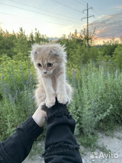 Котенок в добрые руки