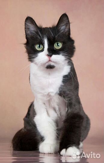 Ласковая Лиза в поиске семьи