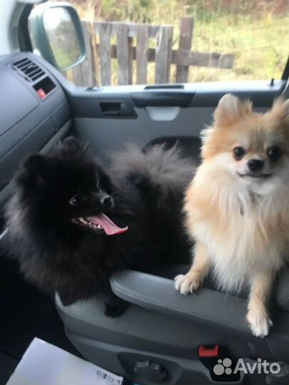 Трансфер Москва - Рига