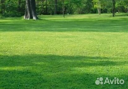 Укладка газона