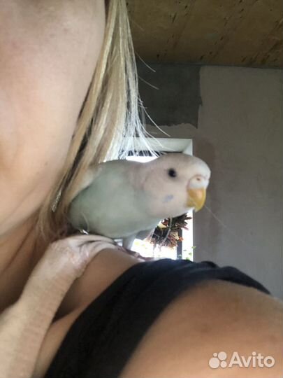 Попугай ручной