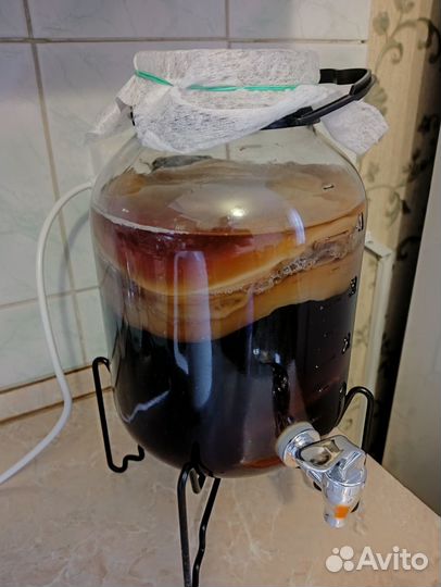 Чайный гриб