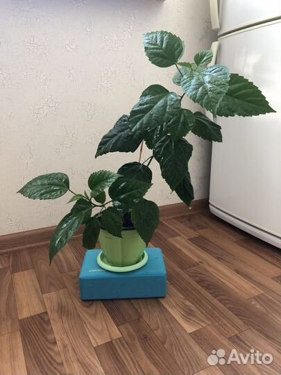 Гибискус (китайская роза)