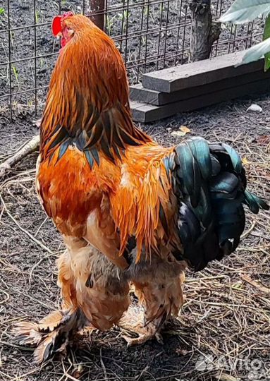 Брама и виандот