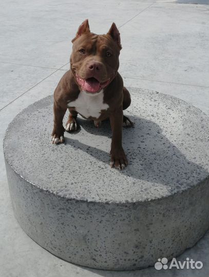 Американский булли вязка покет