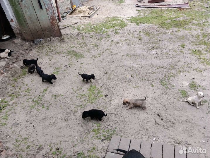 Собаки бесплатно