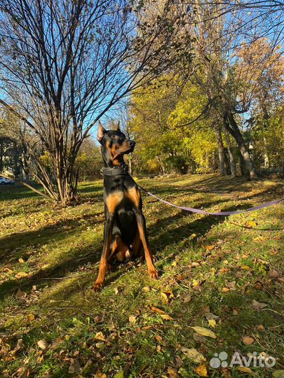 Фотосессия с доберманом