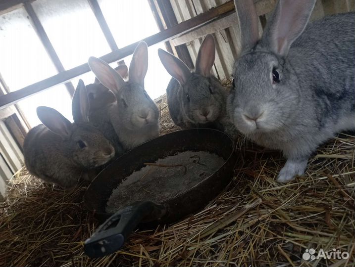 Продаются кролики