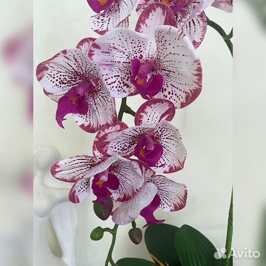 Орхидея в кашпо