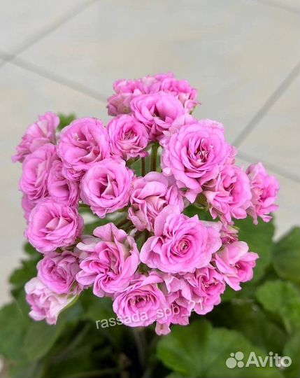 Пеларгония герань