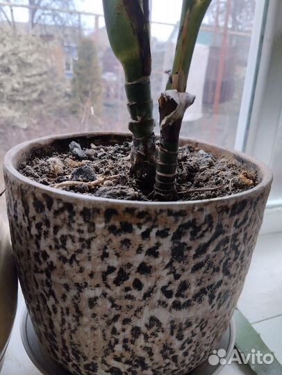 Пальма хамедорея