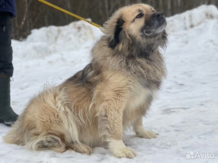 Метис кавказской овчарки в дар