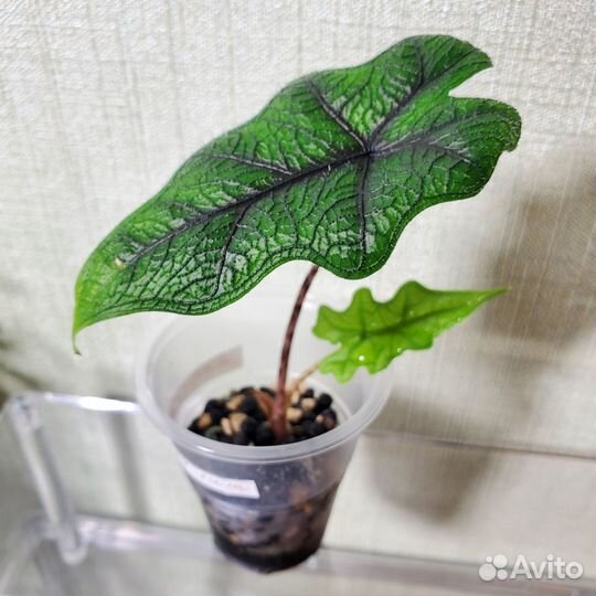 Алоказия жаклин