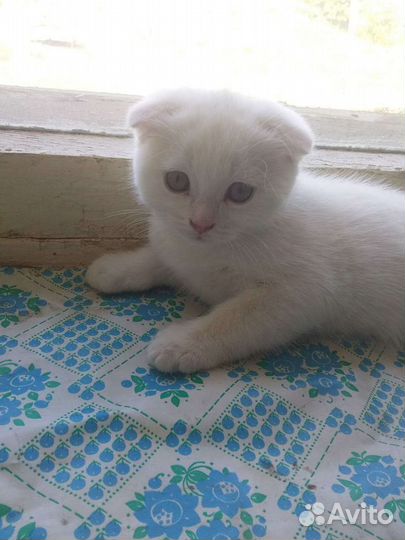 Котята снежно-белые Казань