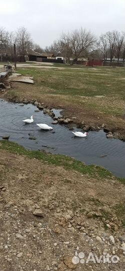 Подушки перины пухперо