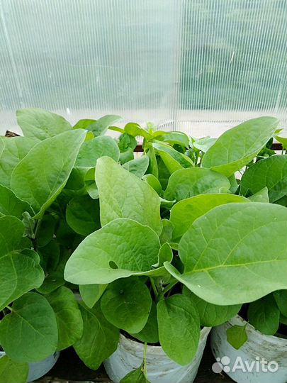 Продам рассаду