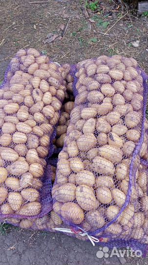 Продам картофель