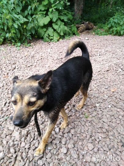 Маленькая собака в добрые руки