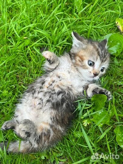 Кошечка трехцветная