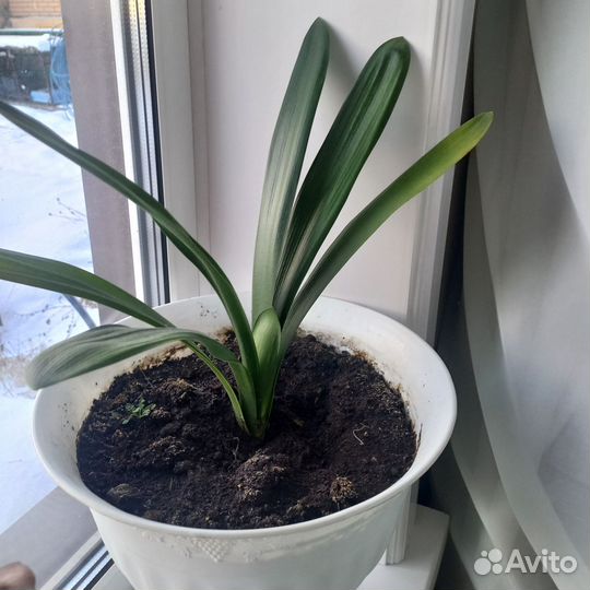 Комнатные цветы лилия