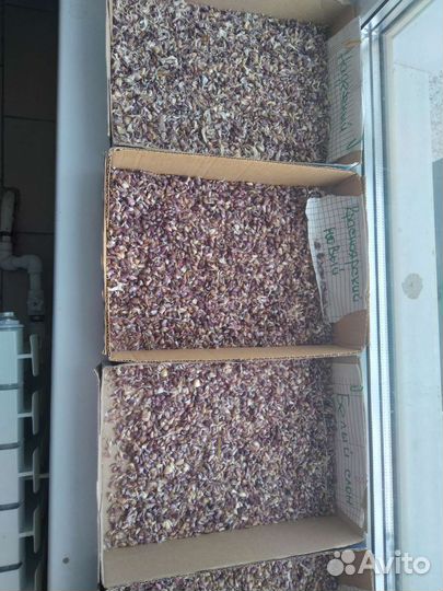 Чеснок бульбочки разных сортов