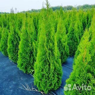 Туя смарагд, брабант