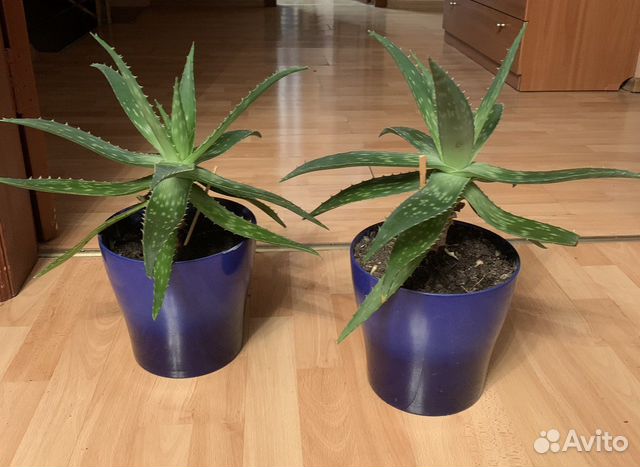 Комнатные цветы алоэ