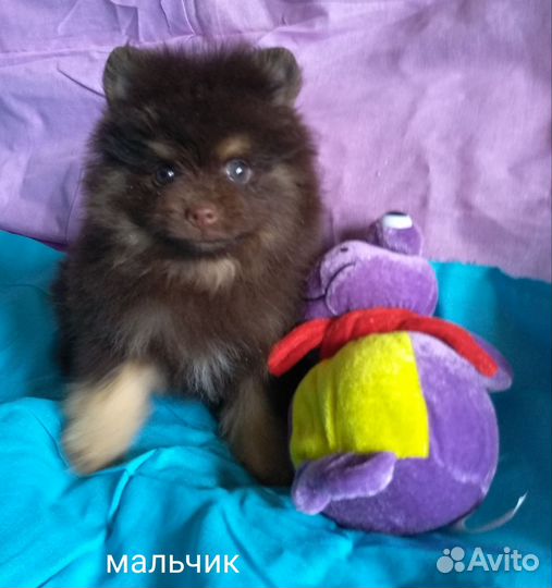 Щенки шоколадного померанского шпица медвежата
